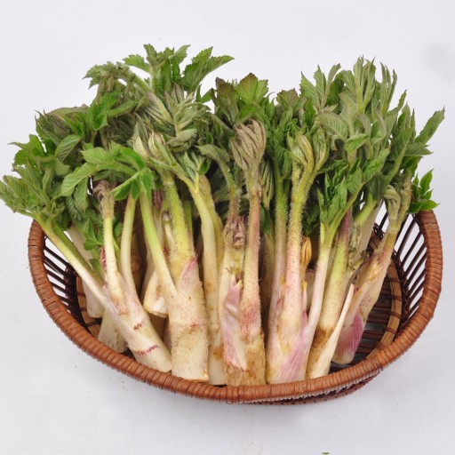 땅두릅 참두릅 효능과 부작용