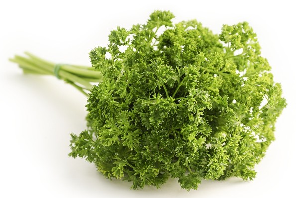파슬리 효능 및 생 파슬리 보관법(냉장, 냉동)
