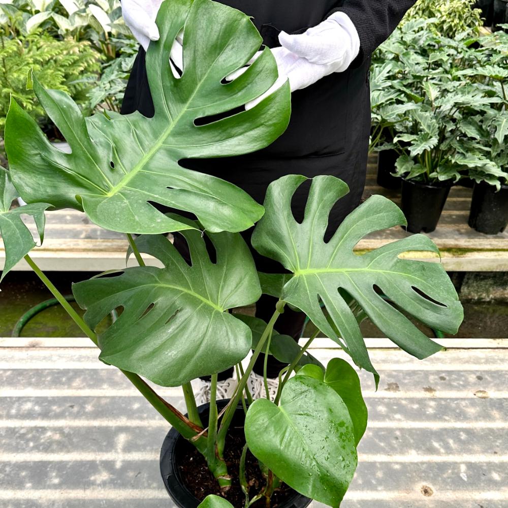 몬스테라 크게 키우는법 키우기 대품 잎이 누렇게 되었을때