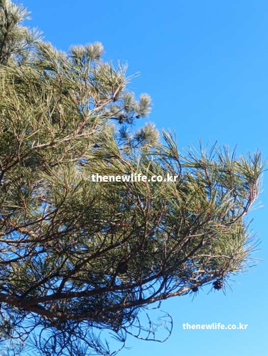 솔잎 효능 부작용 타닌 성분