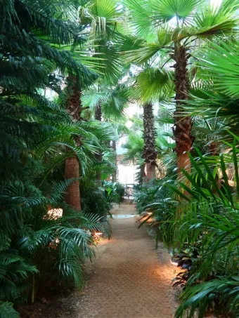 아이 있는 집 식물선택 가시없는종류 배치높이 관리 요령_16