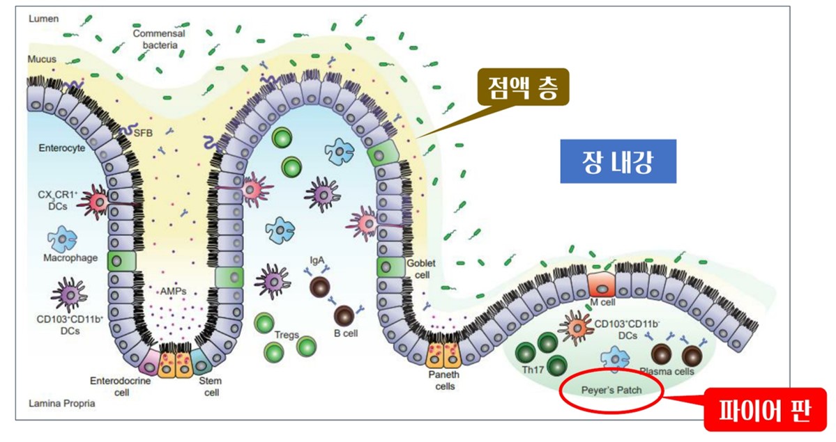 프로바이오틱스