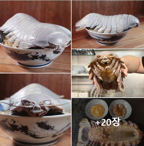 한정판매되는 바다바퀴벌레 라면