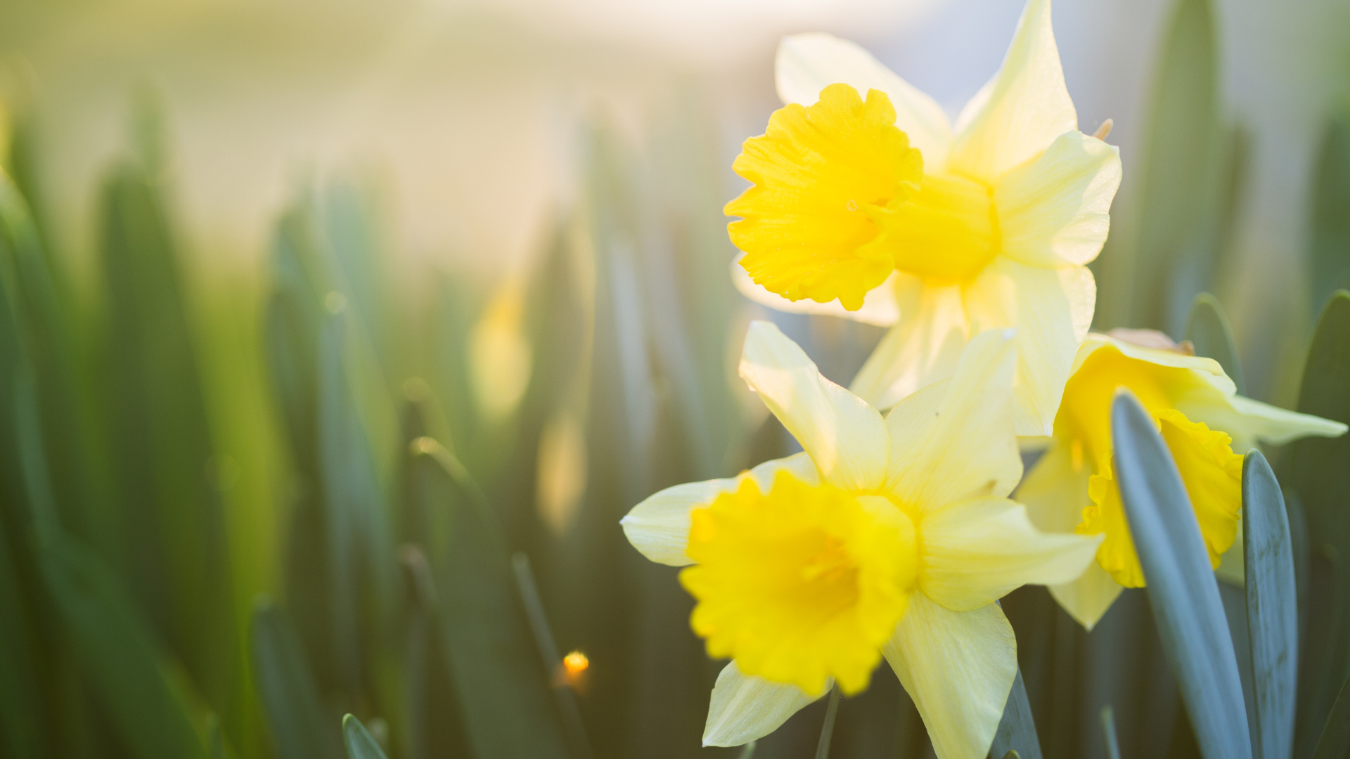 수선화 일곱 송이의 메시지: 'Seven Daffodils'