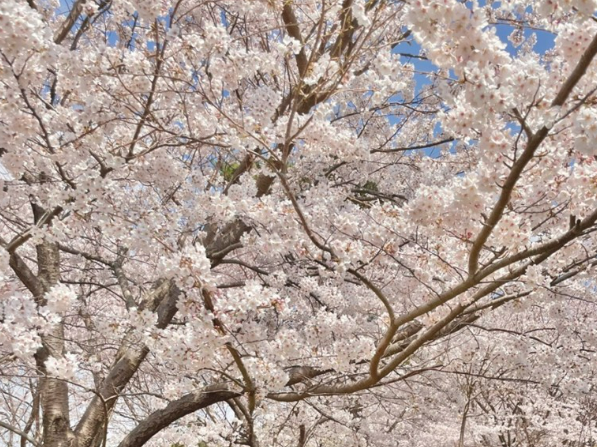 2026 벚나무류 벚꽃 개화시기 만개일 안내지도 