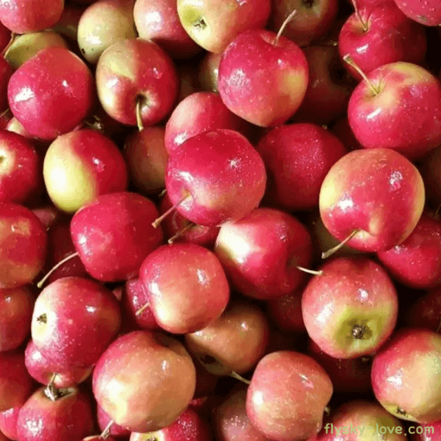 알프스오토메 미니사과 효능