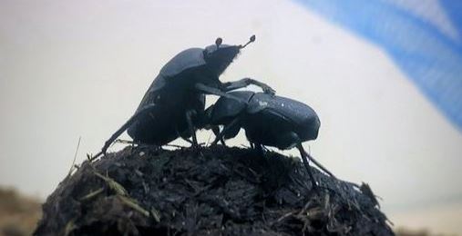 소똥구리 극한 기후에서의 적응
