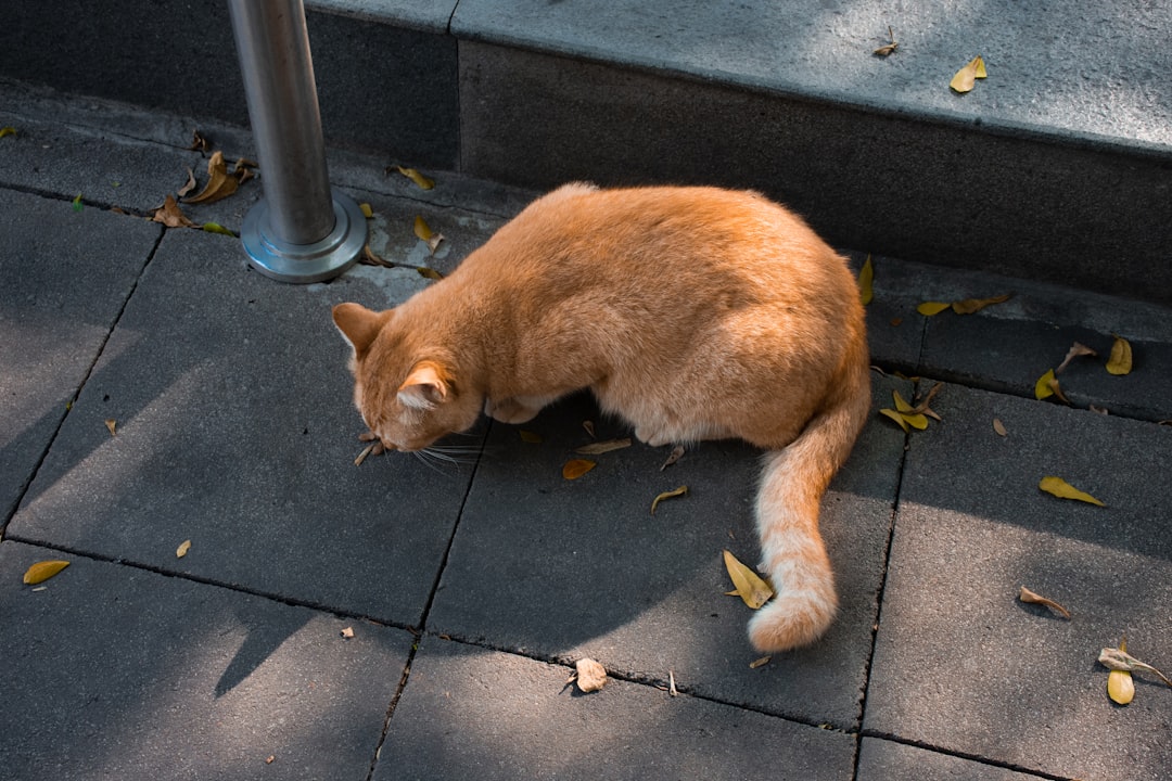 Cat litter