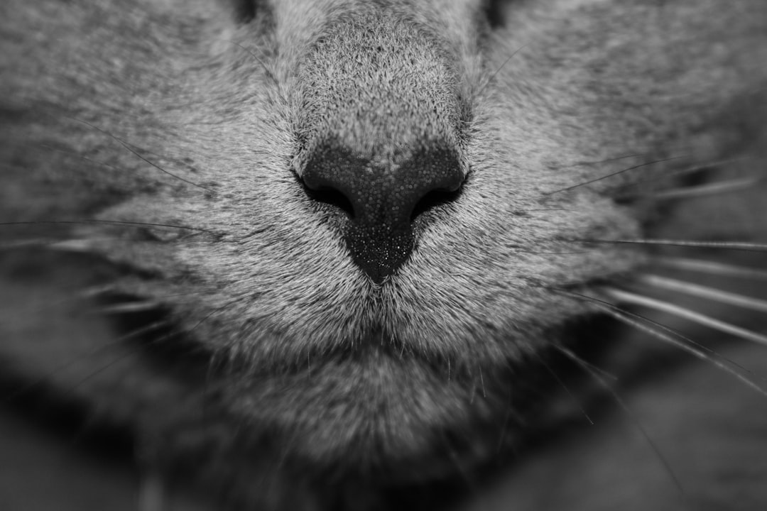 ENT (Ear, Nose, and Throat)