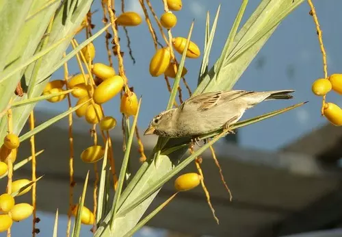 대추야자의 사진