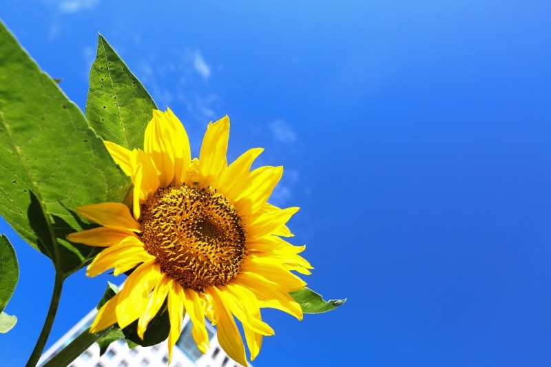 대중교통 기후동행카드