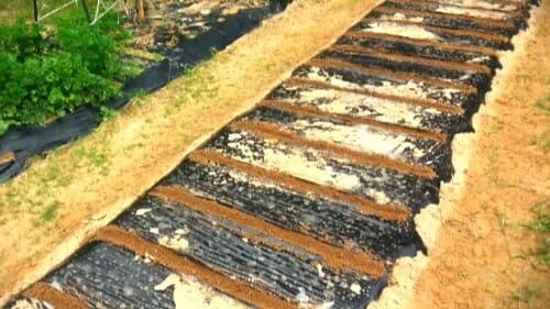 청갓-재배-종자-파종방법-심는방법-밑거름주기-거름주기