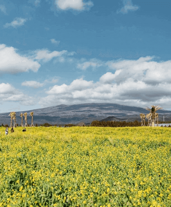 제주도 휴애리 유채꽃축제