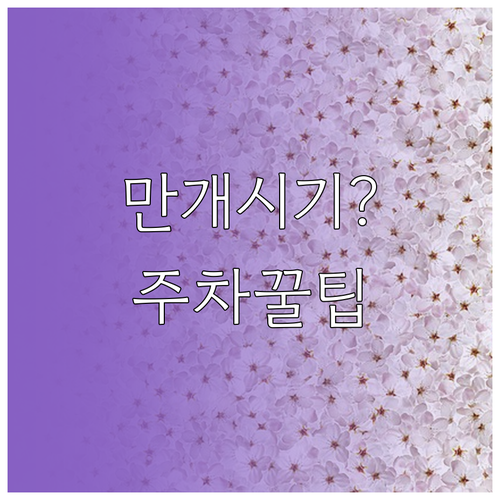 사천 벚꽃 만개 시점 확인 및 선진리..