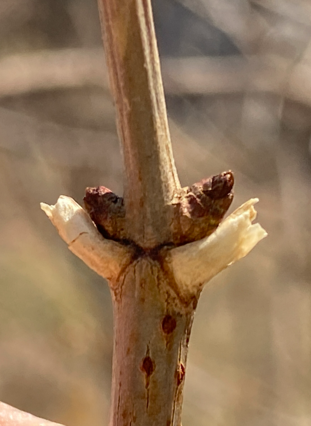 딱총나무 겨울눈1