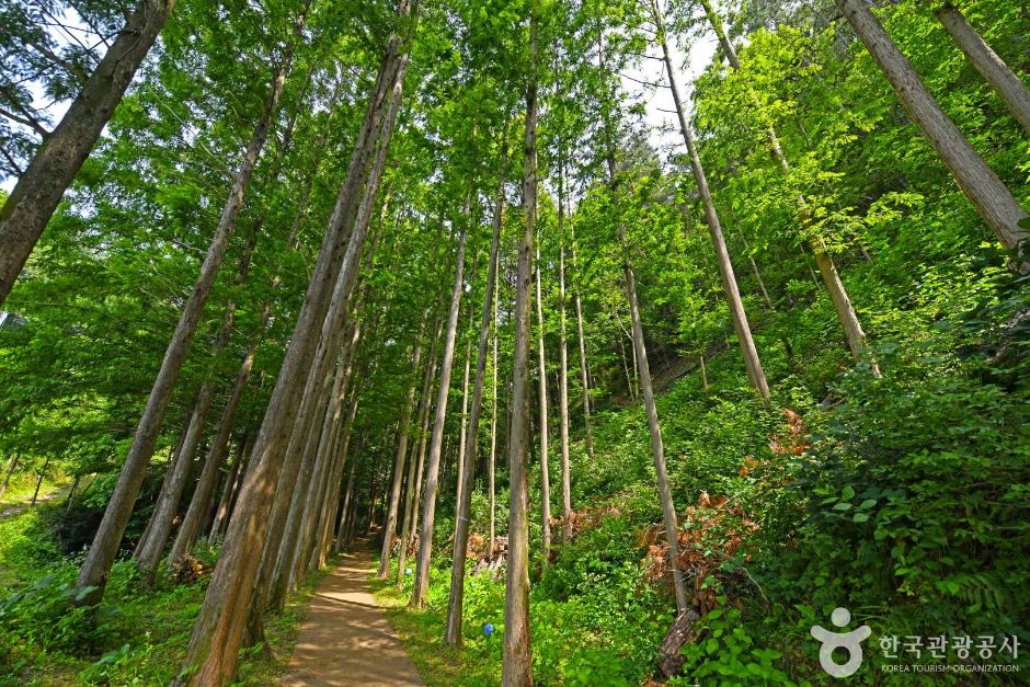 옥천 가볼만한곳 베스트10