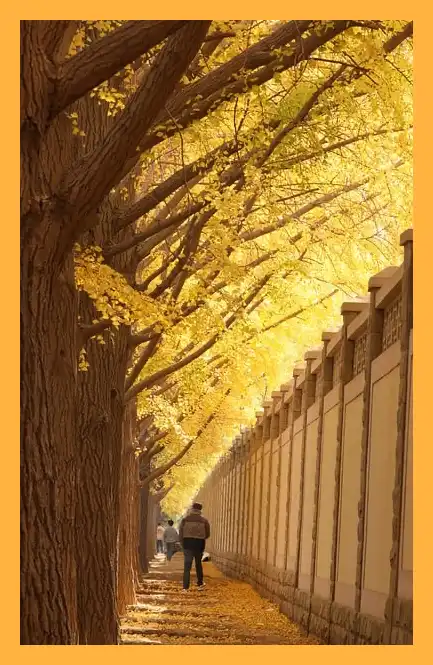 문광저수지 은행나무길