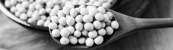 메주콩 삶는법: 2시간 ~ 3시간