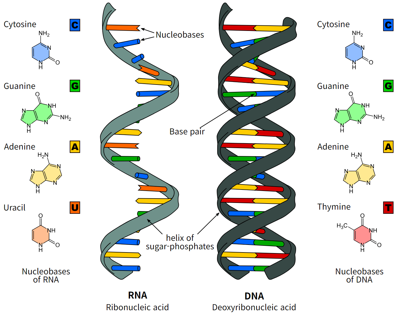 핵산(核酸, 영어: nucleic acid)은 알려져 있는 모든 생명체에 필수적인 생체고분자 또는 작은 생체분자이다. 핵산이라는 용어는 DNA와 RNA를 모두 포함한다.