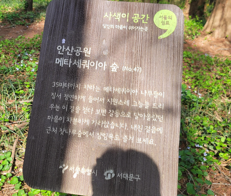 안산공원 메타세쿼이아 숲 안내