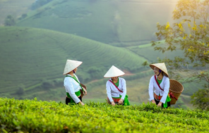 커피원두를수확하는사람사진