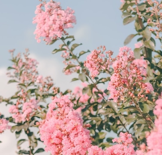 배롱나무 꽃
