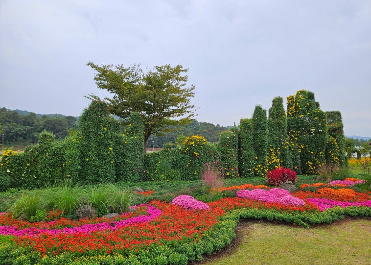 화순 고인돌 가을꽃축제2