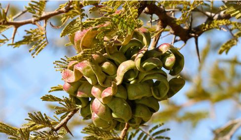 다이글로메라-효능