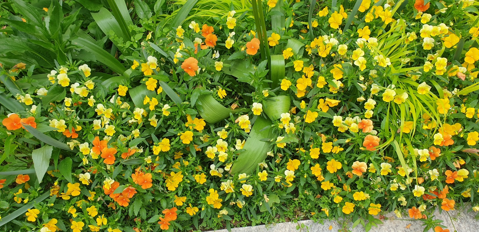 화담숲 단풍 절정시기 예매 꿀팁 