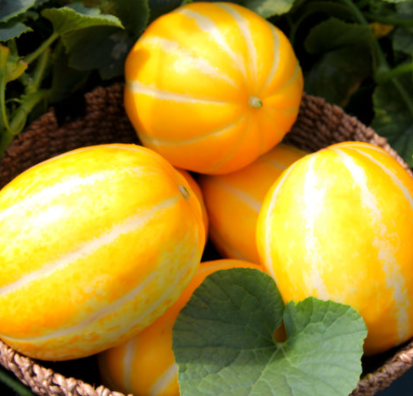 참외-효능-부작용-하루-섭취량-관련-사진