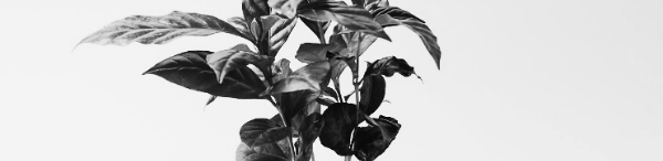 커피나무 키우는법: 목차