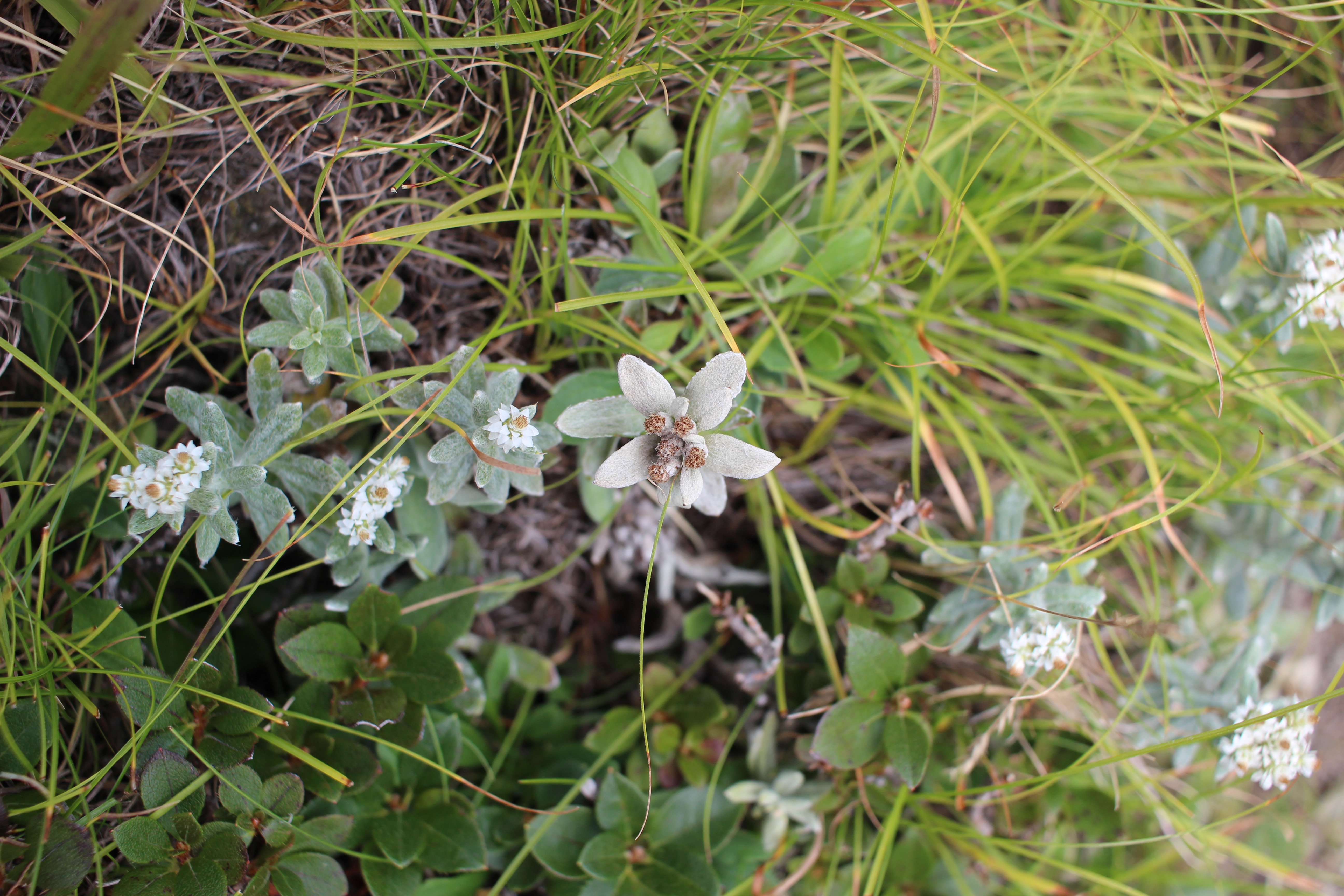 한라솜다리 사진