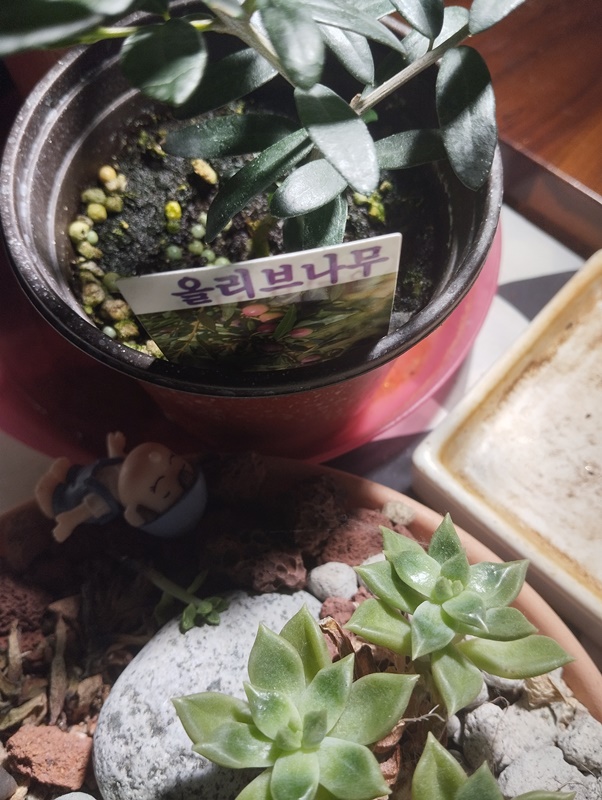 창가 햇살 아래 놓인 미니 올리브나무 화분