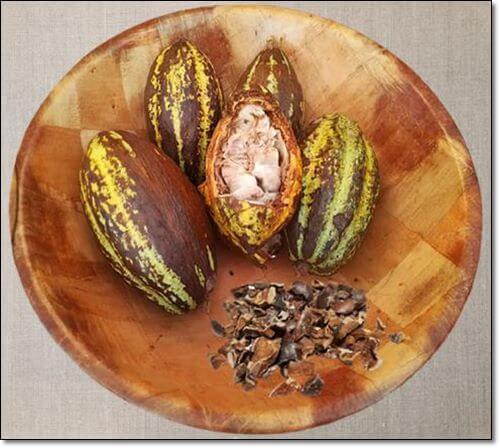 카카오닙스 카테킨