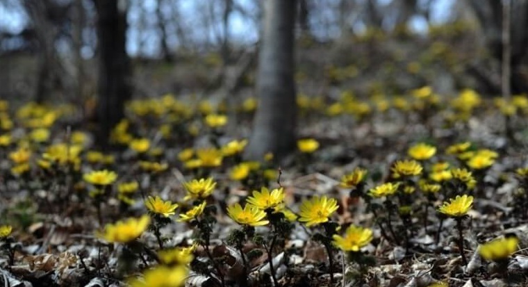 칠곡 가산산성 복수초 트레킹 코스 맛집 카페 교통편 사진