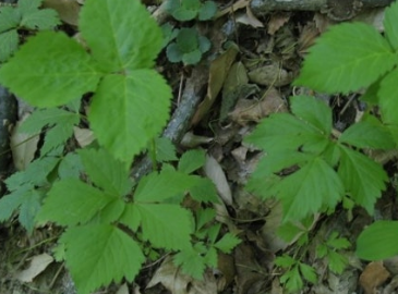 참나물 효능과 부작용 칼로리