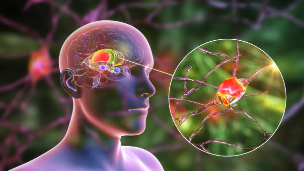 홍역 회복 후 면역력 변화와 재감염 가능성