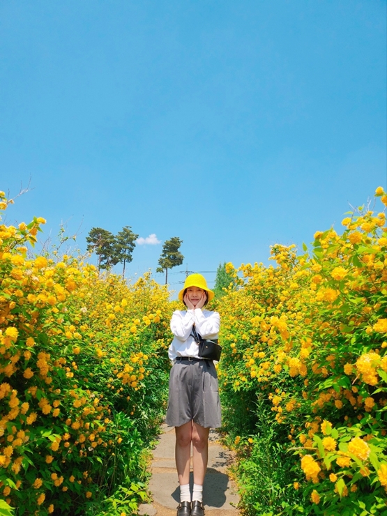 안성 팜랜드 죽단화