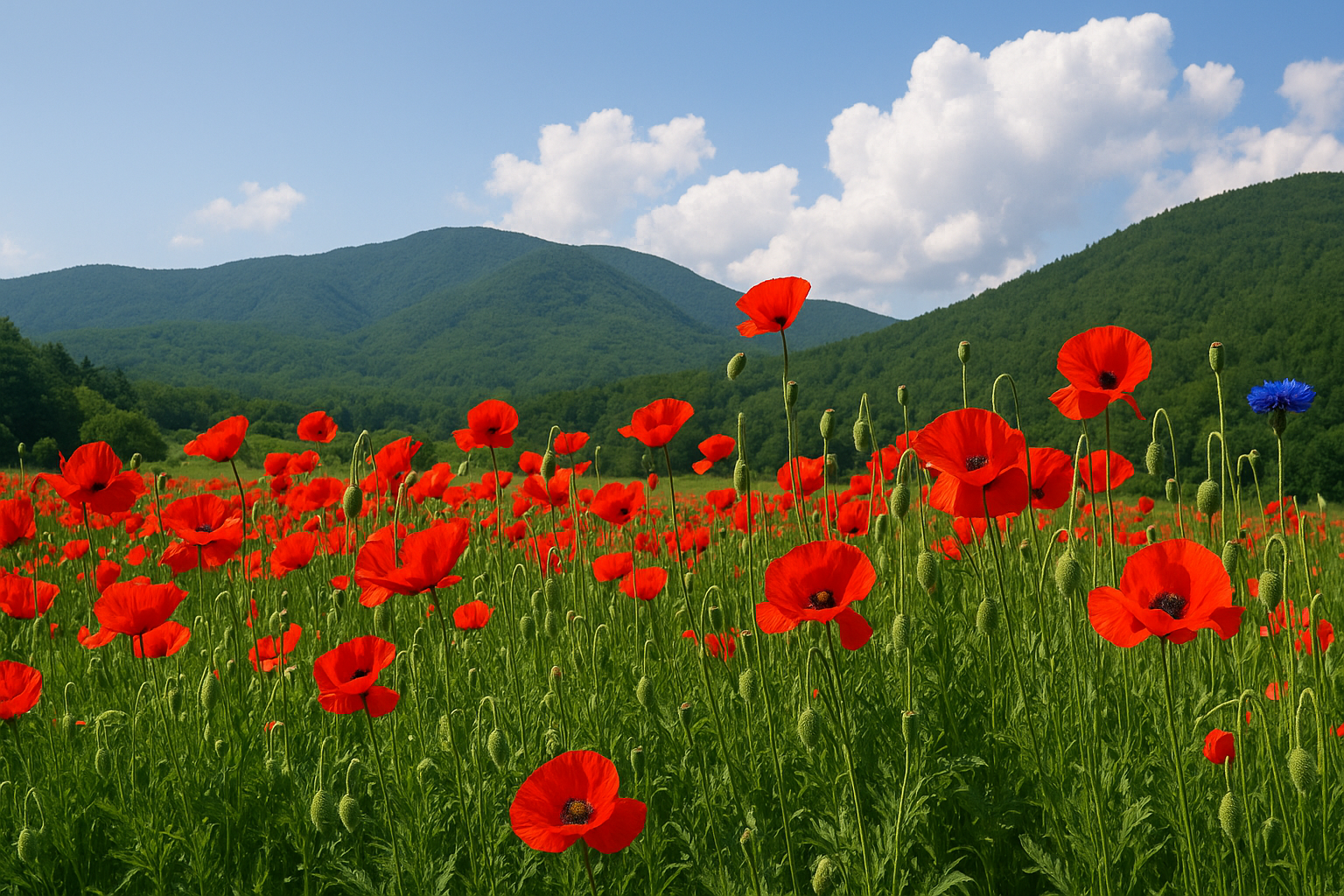원주 용수골 양귀비 축제 사진