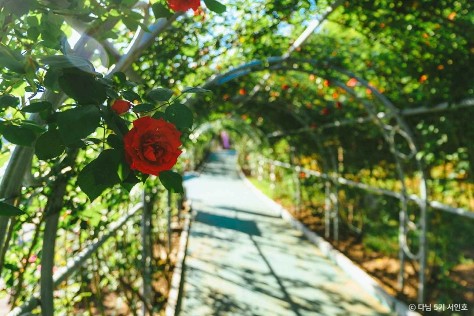 단양 소금정공원 장미터널