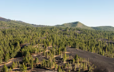 임업직불금 신청