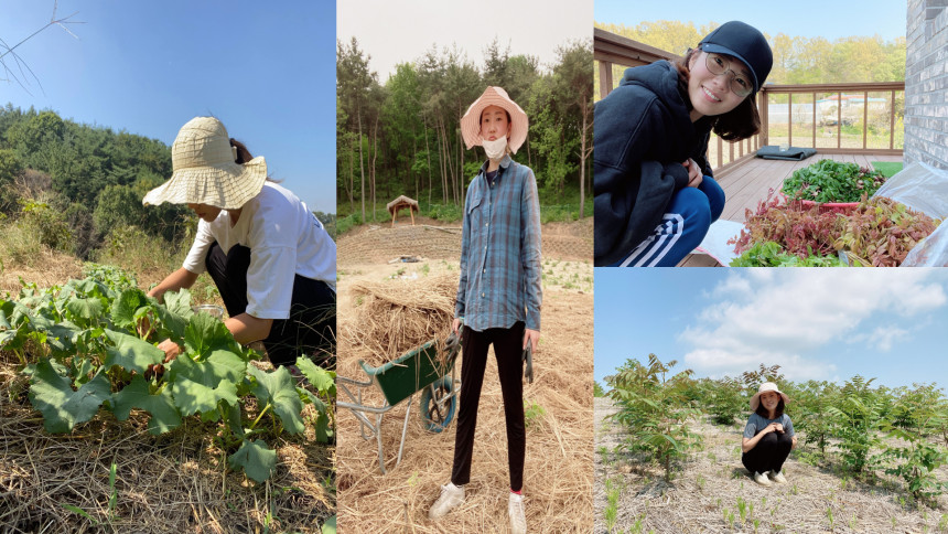 충남 당진 엄나무 참죽나무 옻나무순 오가피순 파는 곳 인터넷 전화 택배 주문
