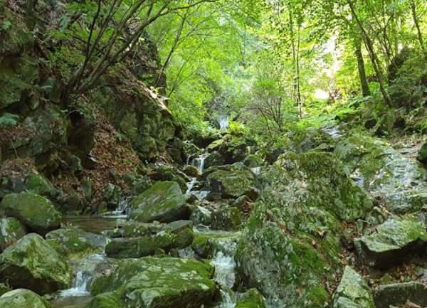 치악산 자연휴양림1