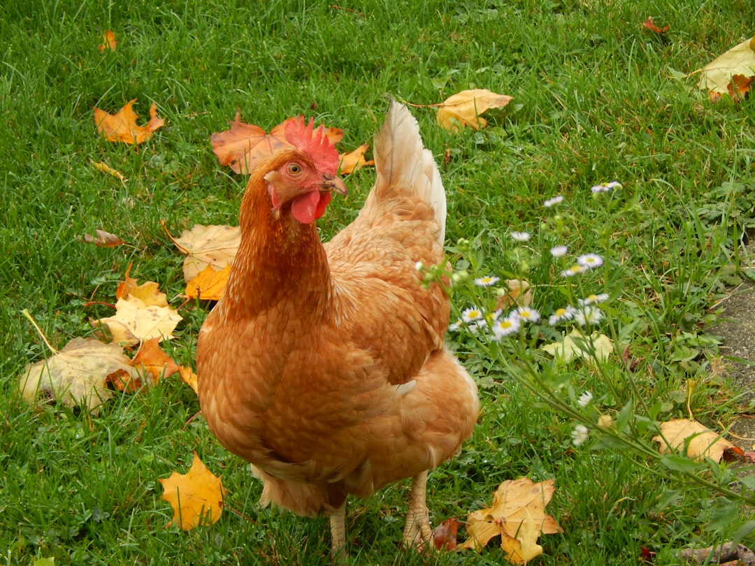 Chicken.