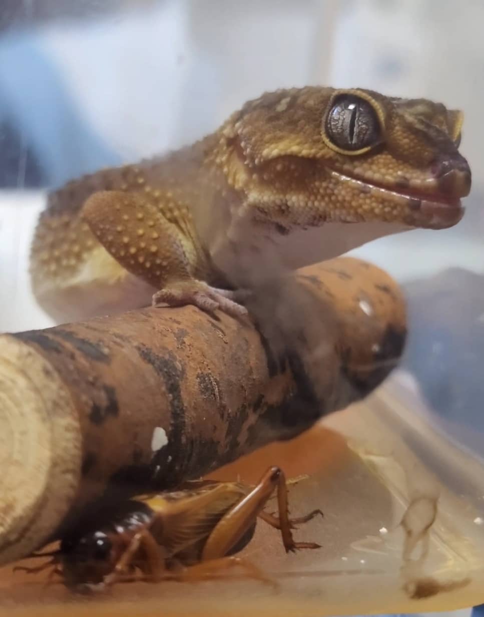 레오파드 게코(Leopard Geckos) 란?