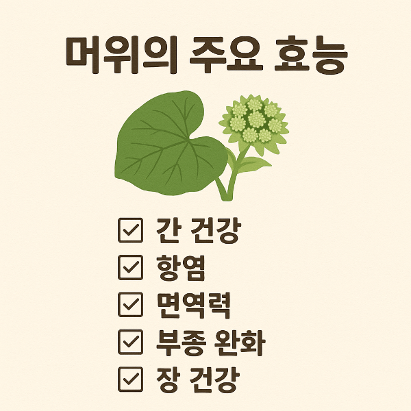 머위의 건강 효능을 한눈에 보여주는 체크리스트 이미지