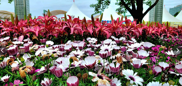 일산꽃박람회 사진