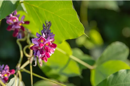 칡즙 효능 및 복용시 주의점