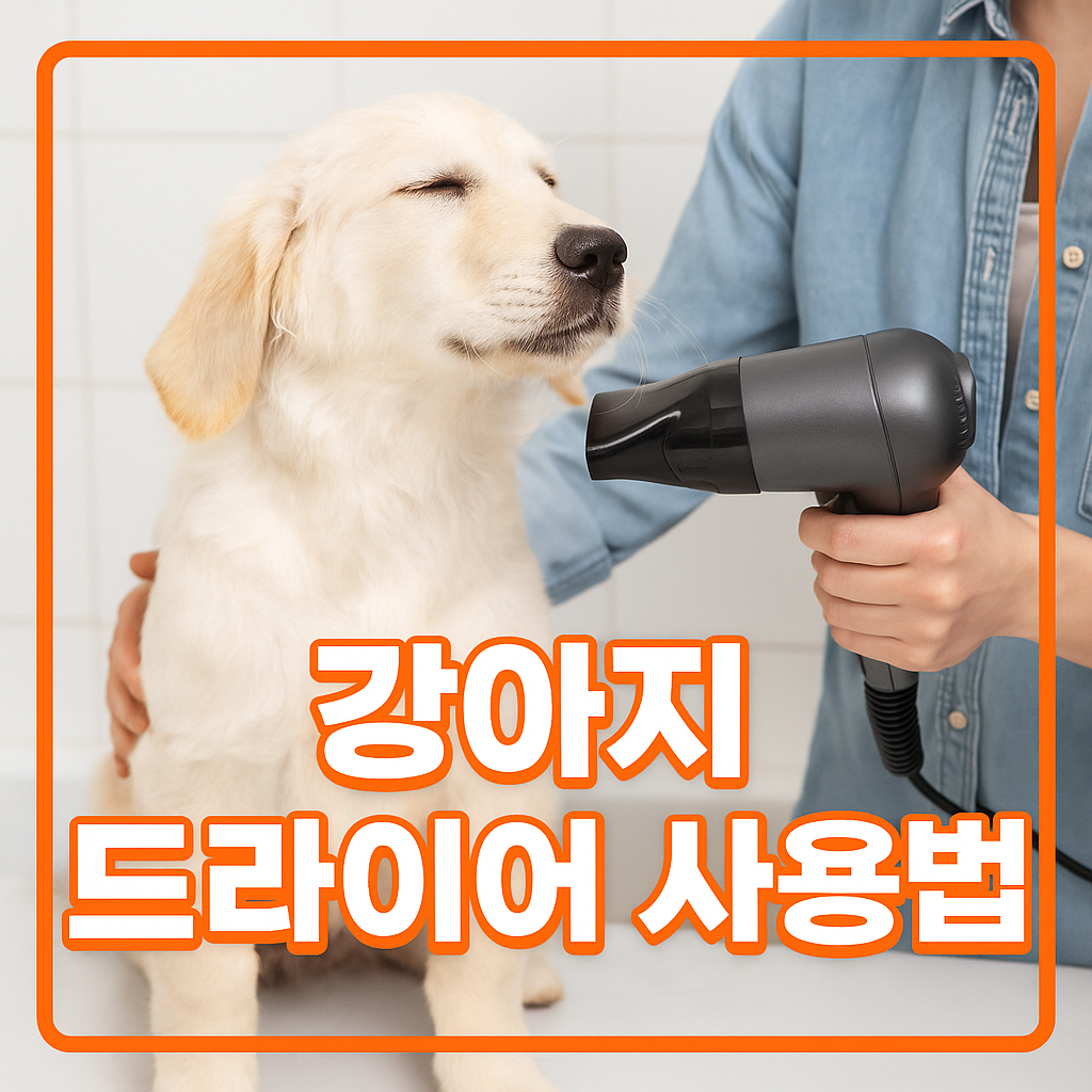 강아지 드라이어 사용법