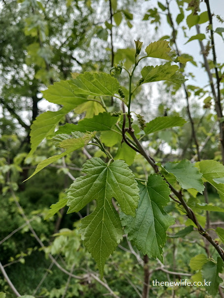 활성산소 제거와 노화 방지에 도움을 주는 뽕잎 효능을 상징하는 싱그러운 뽕잎 이미지
